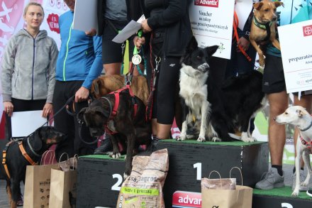 Fragment biegu Pucharu Polski w Dogtrekkingu w Wiśle